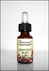 Chestnut Bud - Gemma di Castagno