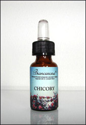 Chicory - Cicoria