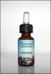 Gentian - Genziana