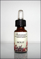 Holly - Agrifoglio