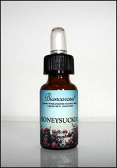 Honeysuckle - Caprifoglio