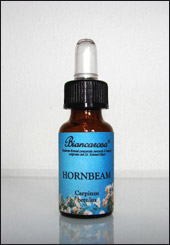 Hornbeam - Carpino