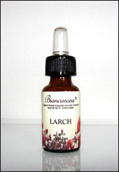 Larch - Larice