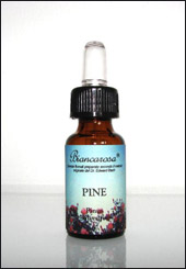Pine - Pino Silvestre