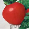 Pomodoro Cuor di Bue 2,5 gr - B545