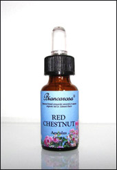 Red Chestnut - Castagno Rosso