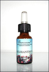 Scleranthus - Scleranto