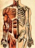 THETA HEALING - ANATOMIA INTUITIVA