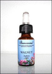 Walnut - Noce