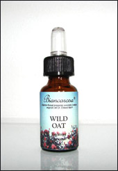 Wild Oat - Avena Selvatica