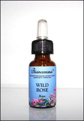 Wild Rose - Rosa Canina
