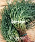Agretti Biologico Salsola Soda 1 Kg.