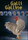 Galli e Galline