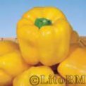 Peperone Giallo d'Asti 5 gr - B604