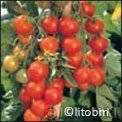 Semi di Pomodoro Zuccherino (Zuckertraube) 1 gr.