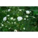 Semi di Gypsophila Pnauculata (018)