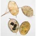 Semi di Lunaria Annua (017)