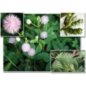 Semi di Mimosa Pudica (002)