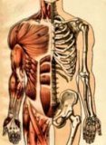 THETA HEALING - ANATOMIA INTUITIVA