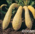 Zucchino Giallo del Friuli - gr. 25 - B587-25