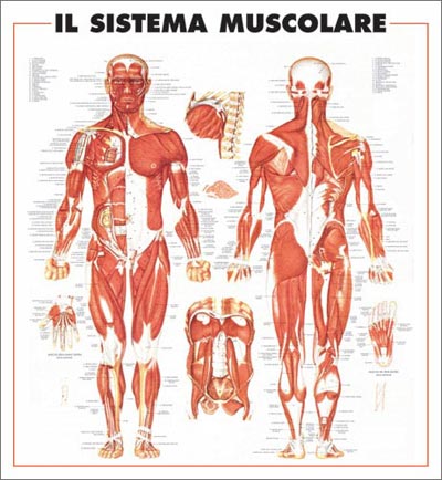 Sistema Muscolare Poster Sistema Muscolare Poster