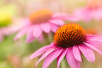 Echinacea