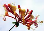 Fiori di Bach