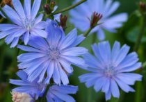 I 38 fiori di Bach - dose
