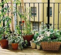 Orto sul balcone