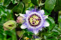 Piante Officinali