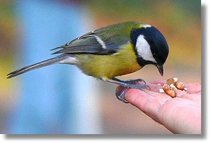 Uccelli
