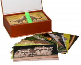 100 Cuccioli da Scoprire — Libro - 3