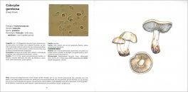 100 Funghi Cento Capolavori — Libro - 3