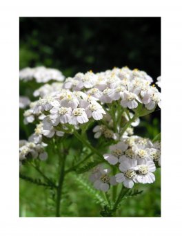 Achillea - Olio Essenziale Puro - 2