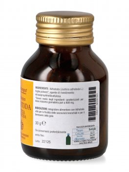 Adhatoda - Justicia Adhatoda - 2