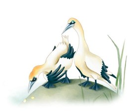 Agata e la Coppia di Anatre — Libro - 3
