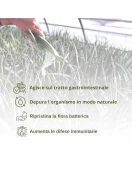 Alba - Succo di Aloe Vera Biologico - 3