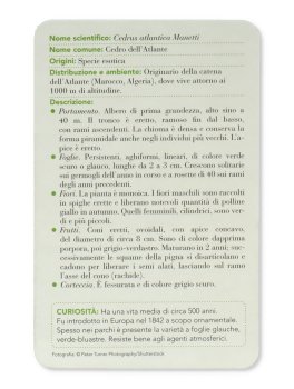 Alberi — Libro - 5