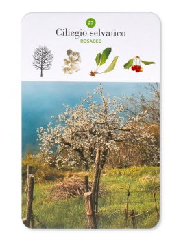 Alberi — Libro - 6