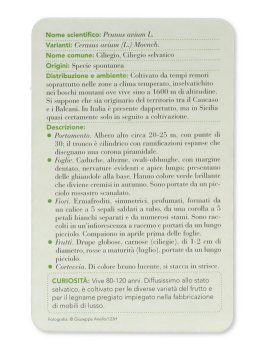Alberi — Libro - 7