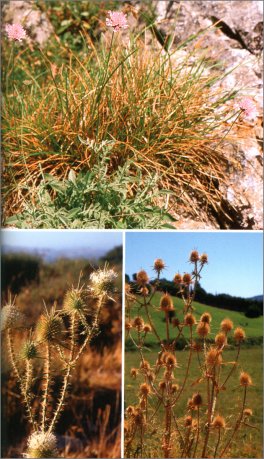 Alberi, Arbusti e Erbe della Sardegna — Libro - 4