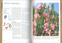 Alberi d'Italia e d'Europa — Libro - 3
