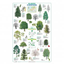 Alberi di Montagna - Poster — Poster - 1