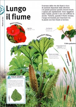 Alberi, Foglie, Fiori & Semi — Libro - 3