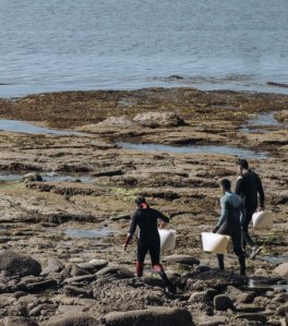 Alga Lattuga di Mare Bio - Ulva - 6
