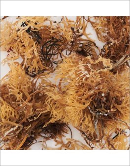 Alghe Irish Moss Essiccate Biologiche - 4