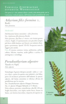 Amiata Flora Spontanea — Libro - 3