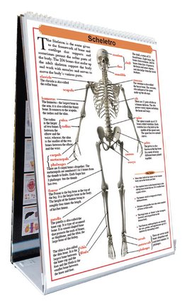 L' Anatomia del Corpo Umano — Libro - 3