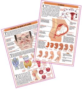 L' Anatomia del Corpo Umano — Libro - 7