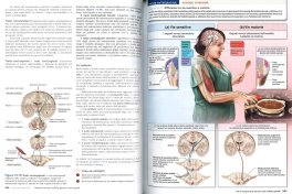 Anatomia e Fisiologia — Libro - 3
